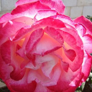 Meet your Posher, Teresa